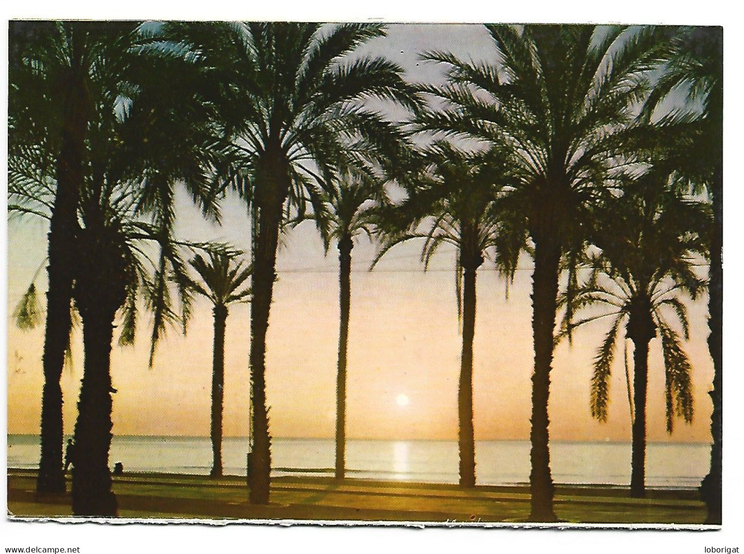 SALIDA SOL (PLAYA DEL POSTIGUET) / SUNRISE (BEACH OF POSTIGUET).-  ALICANTE.- ( ESPAÑA ) - Alicante