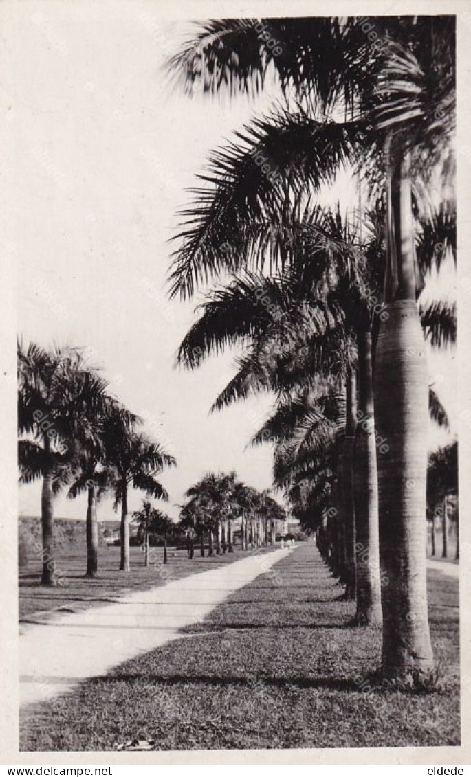 Real Photo  Palm Tree Road - Philippines