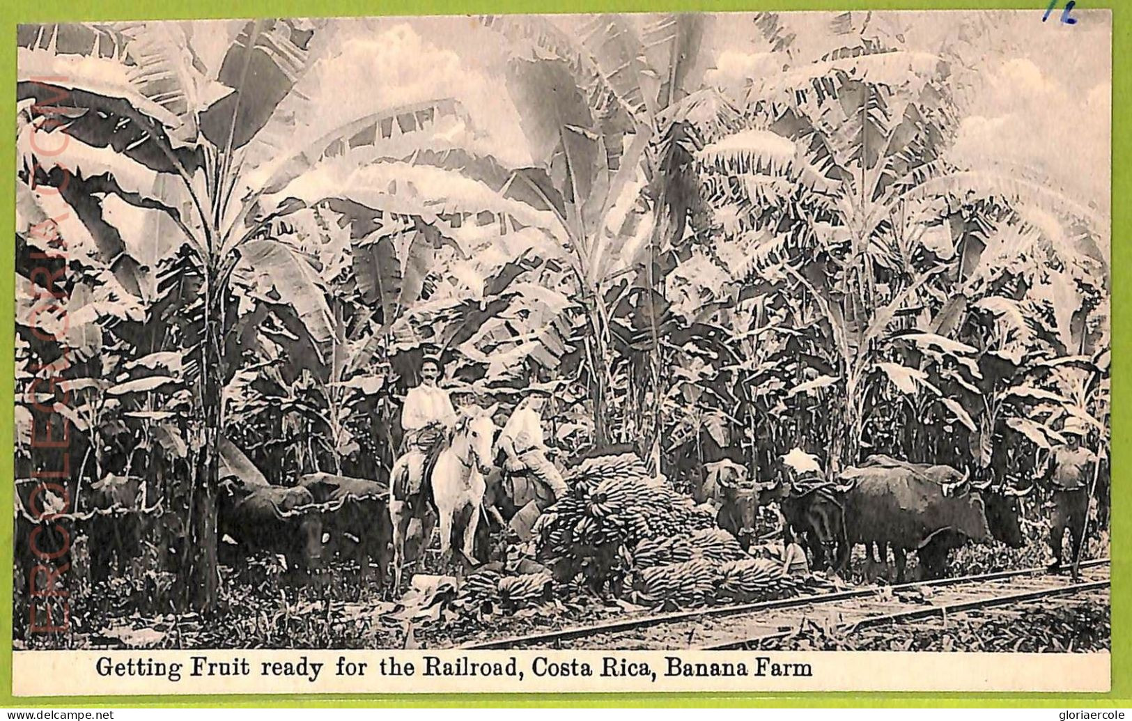 Aa6139 - COSTA RICA - Vintage Postcard - Banana Farm - Costa Rica