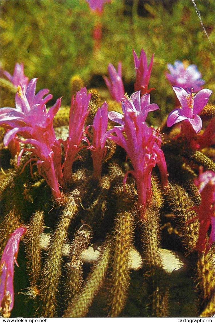 Flowers Postcard Romania Cactus And Flowers In Bloom - Sukkulenten