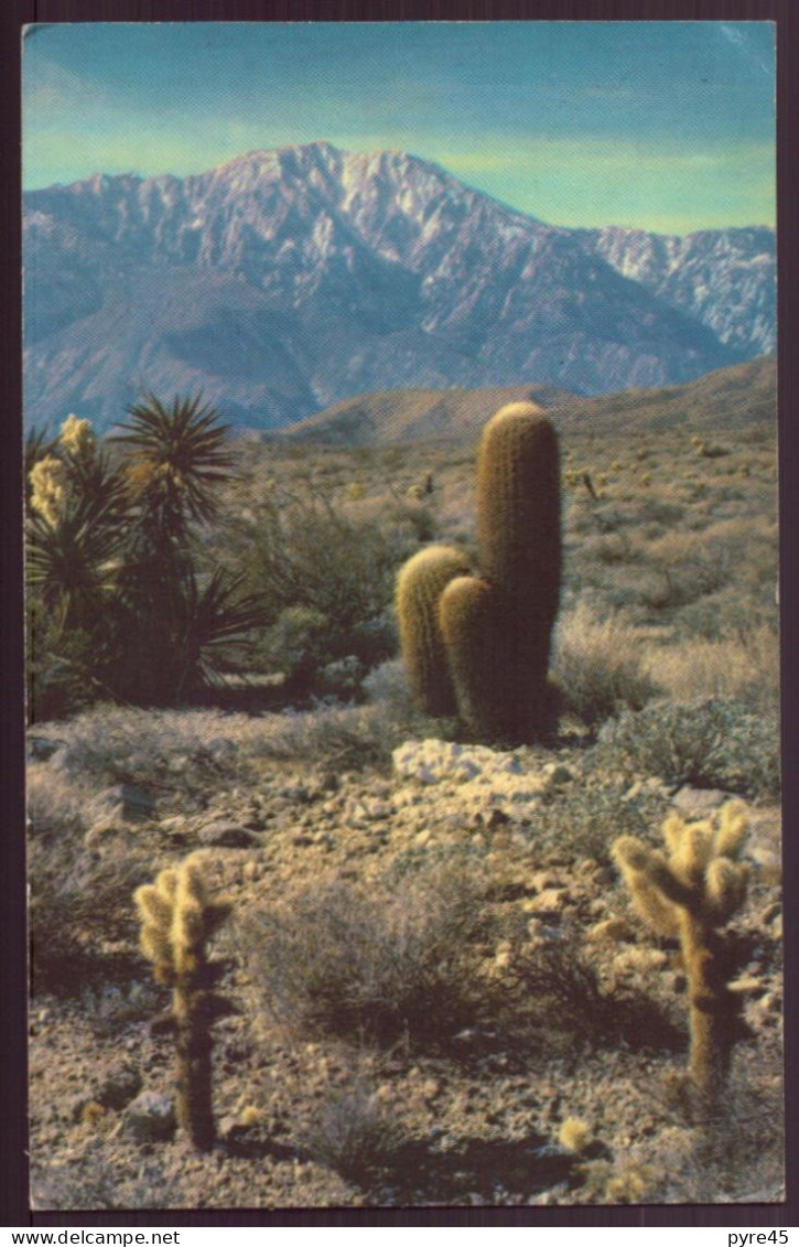 ETATS UNIS A DESERT PANORAMA - Palm Springs