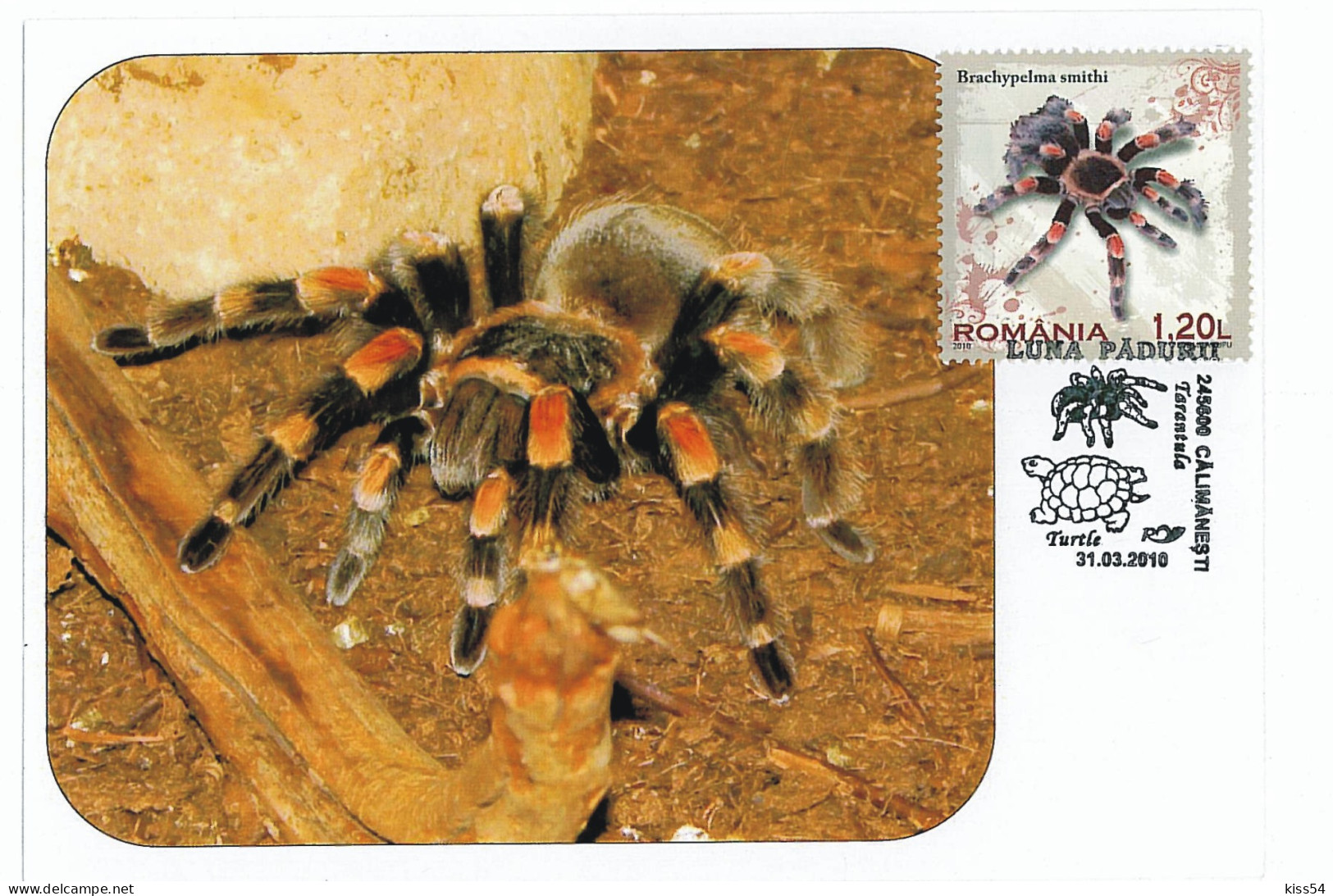 MAX 14 - 212 SPIDER, Tarantula, Romania - Maximum Card - 2010 - Spiders
