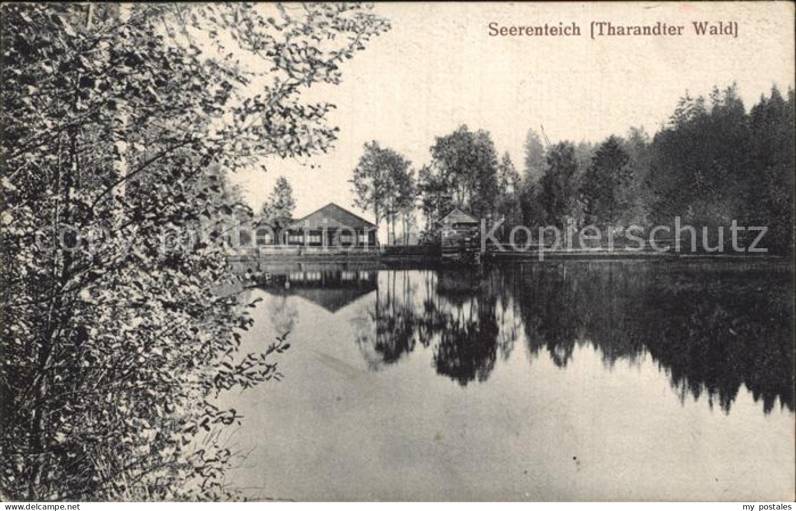 42379882 Tharandt Seerenteich Tharandter Wald Tharandt - Tharandt