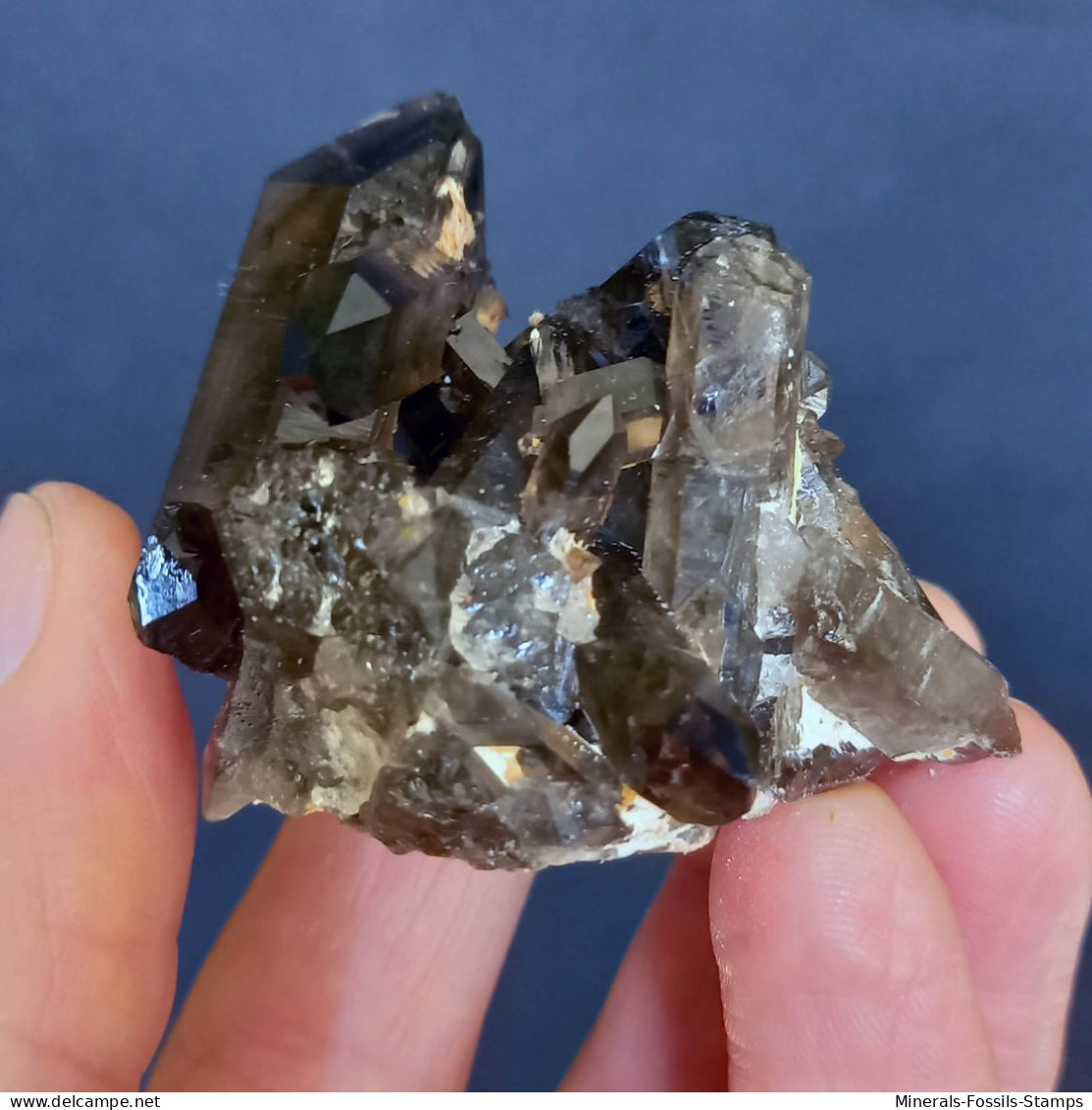 #05 – SCHÖNE MORIONE QUARZ Kristalle (Kara-Oba, Moiynkum, Jambyl, Kasachstan) - Mineralen