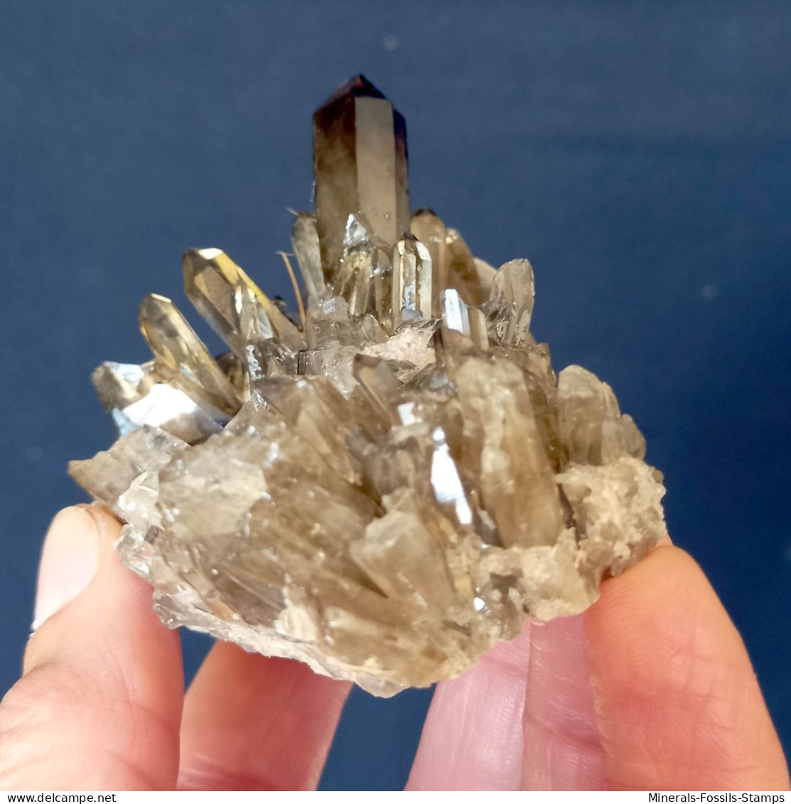 #07 – SCHÖNE MORIONE QUARZ Kristalle (Kara-Oba, Moiynkum, Jambyl, Kasachstan) - Minerales