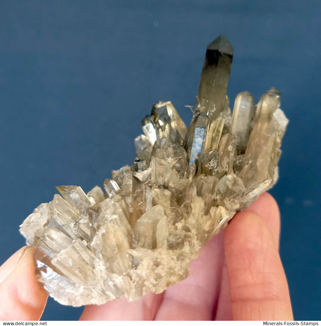 #07 – SCHÖNE MORIONE QUARZ Kristalle (Kara-Oba, Moiynkum, Jambyl, Kasachstan) - Minerals