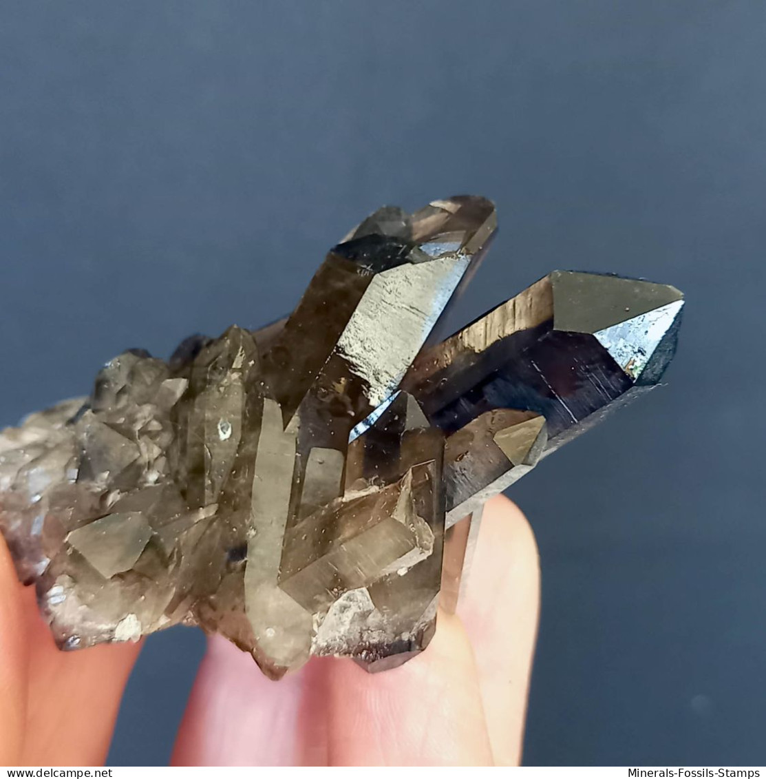 #11 - Beaux Cristaux De QUARTZ MORIONE (Kara-Oba W Deposit, Moiynkum, Jambyl Region, Kazakhstan) - Mineralen