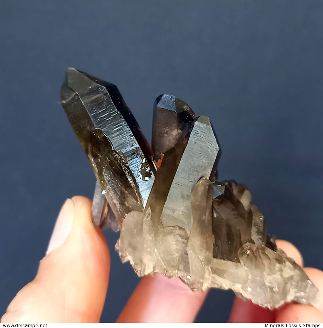 #11 - Beaux Cristaux De QUARTZ MORIONE (Kara-Oba W Deposit, Moiynkum, Jambyl Region, Kazakhstan) - Mineralen