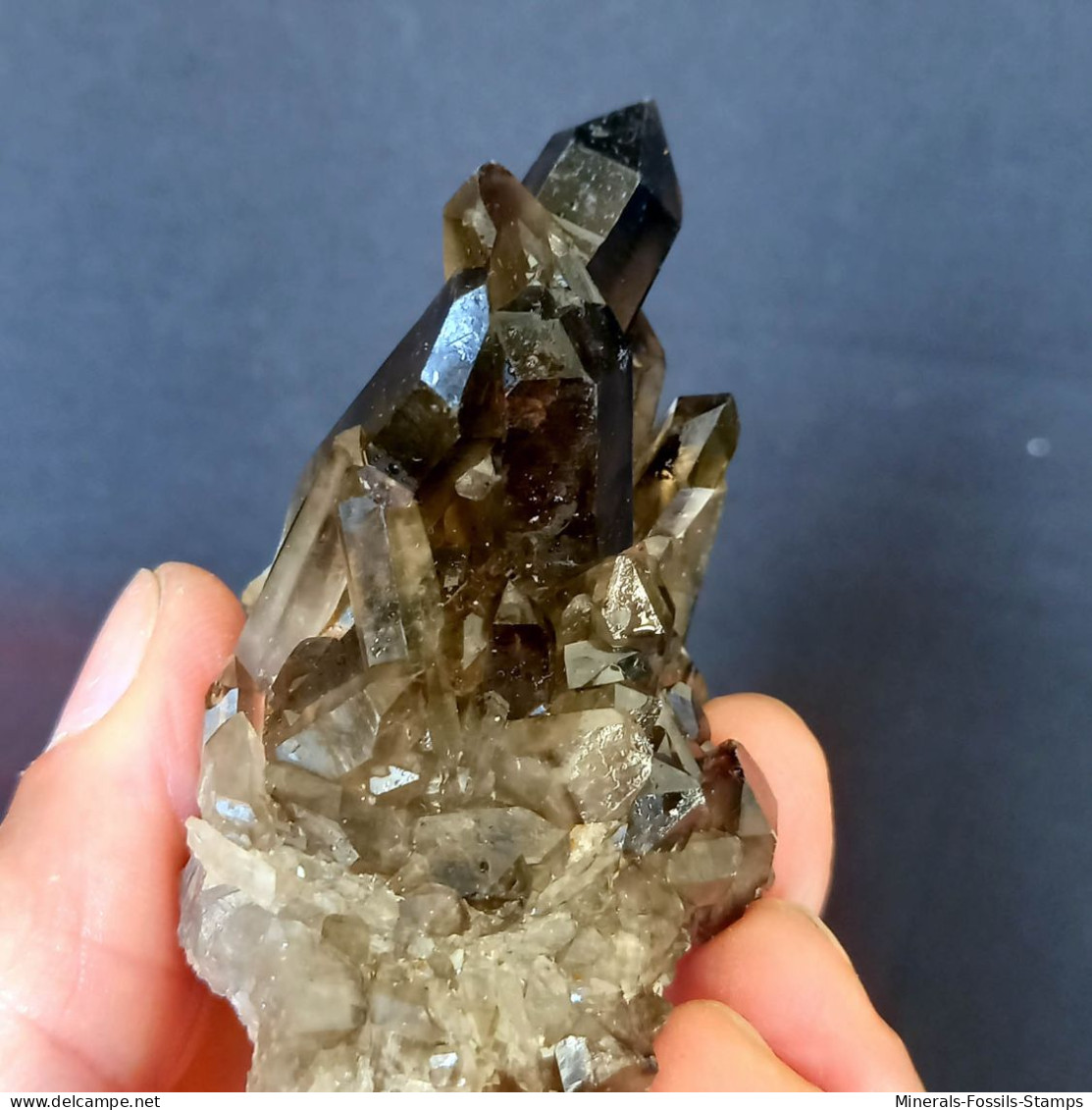 #11 - Beaux cristaux de QUARTZ MORIONE (Kara-Oba W deposit, Moiynkum, Jambyl Region, Kazakhstan)