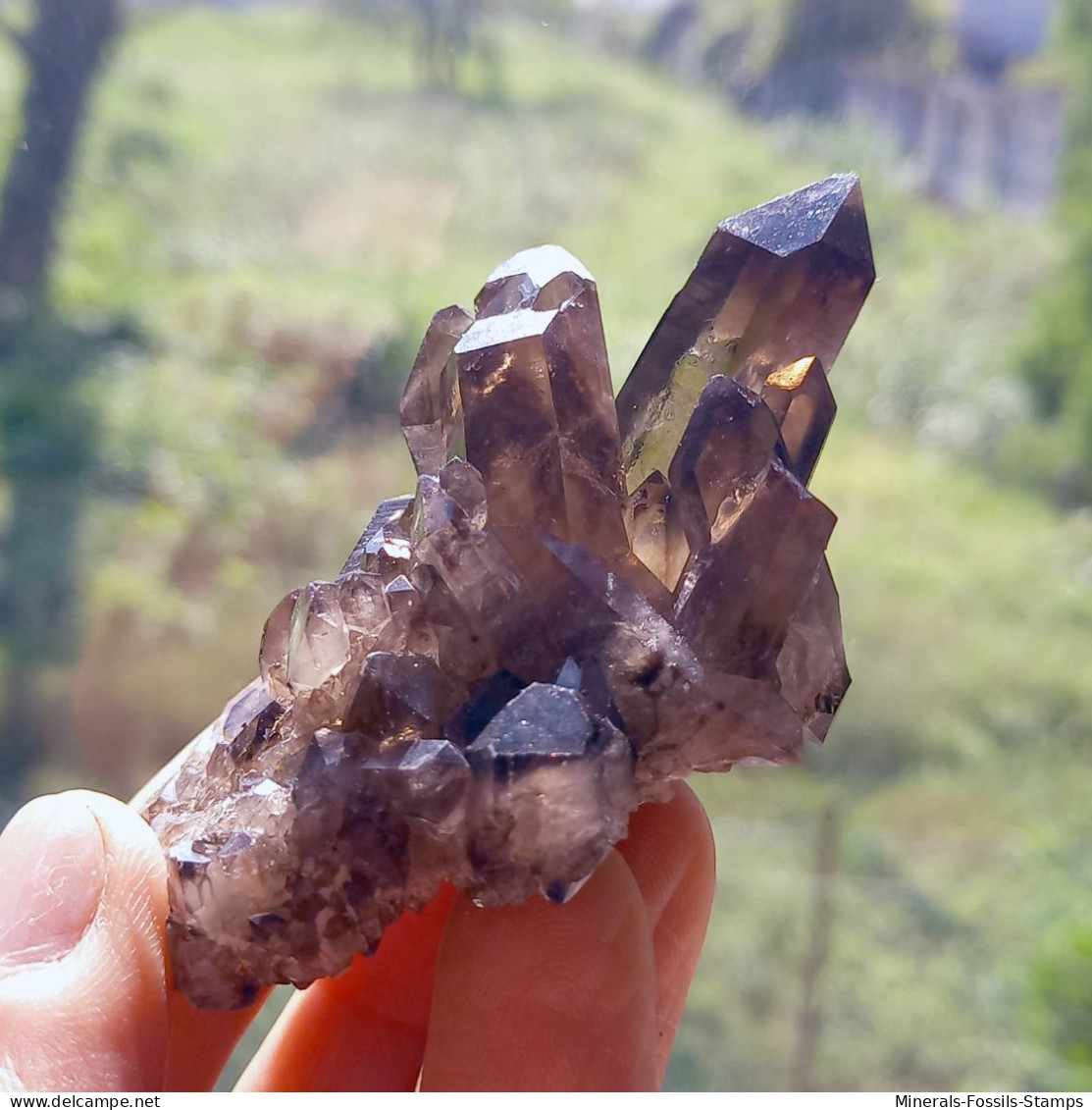 #11 - Beaux cristaux de QUARTZ MORIONE (Kara-Oba W deposit, Moiynkum, Jambyl Region, Kazakhstan)