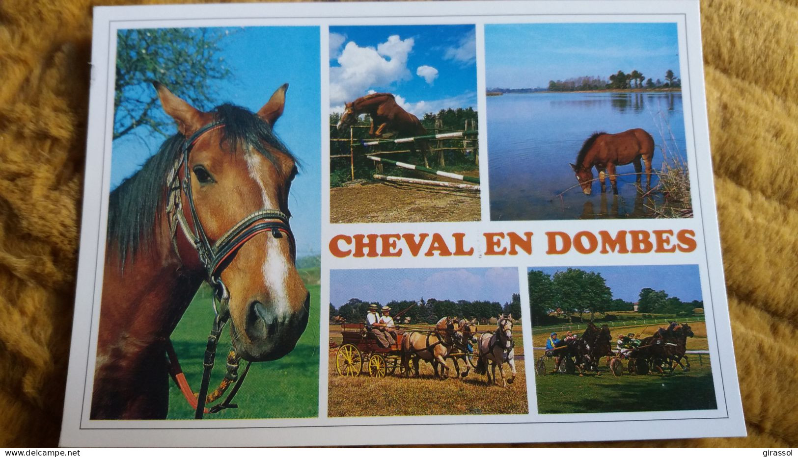 CPM CHEVAL CHEVAUX EN DOMBES ATTELAGES SAUT ETANG HARAS D ARMONT COURSE HIPPODROME DE CHATILLON SUR CHALARONNE - Chevaux