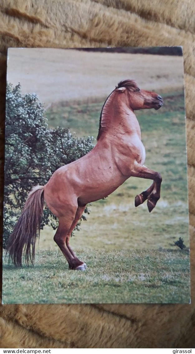 CPM CHEVAL FJORD PFERD HORSE RUADE ED PRESS AG 1988 - Chevaux