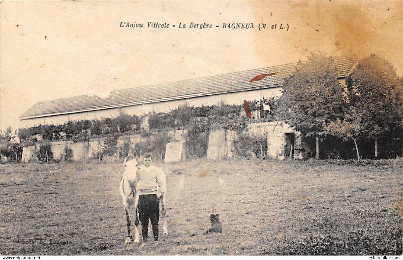 Bagneux Près De  Saumur      49      Anjou Viticole. La Bergère .  (voir Scan) - Saumur