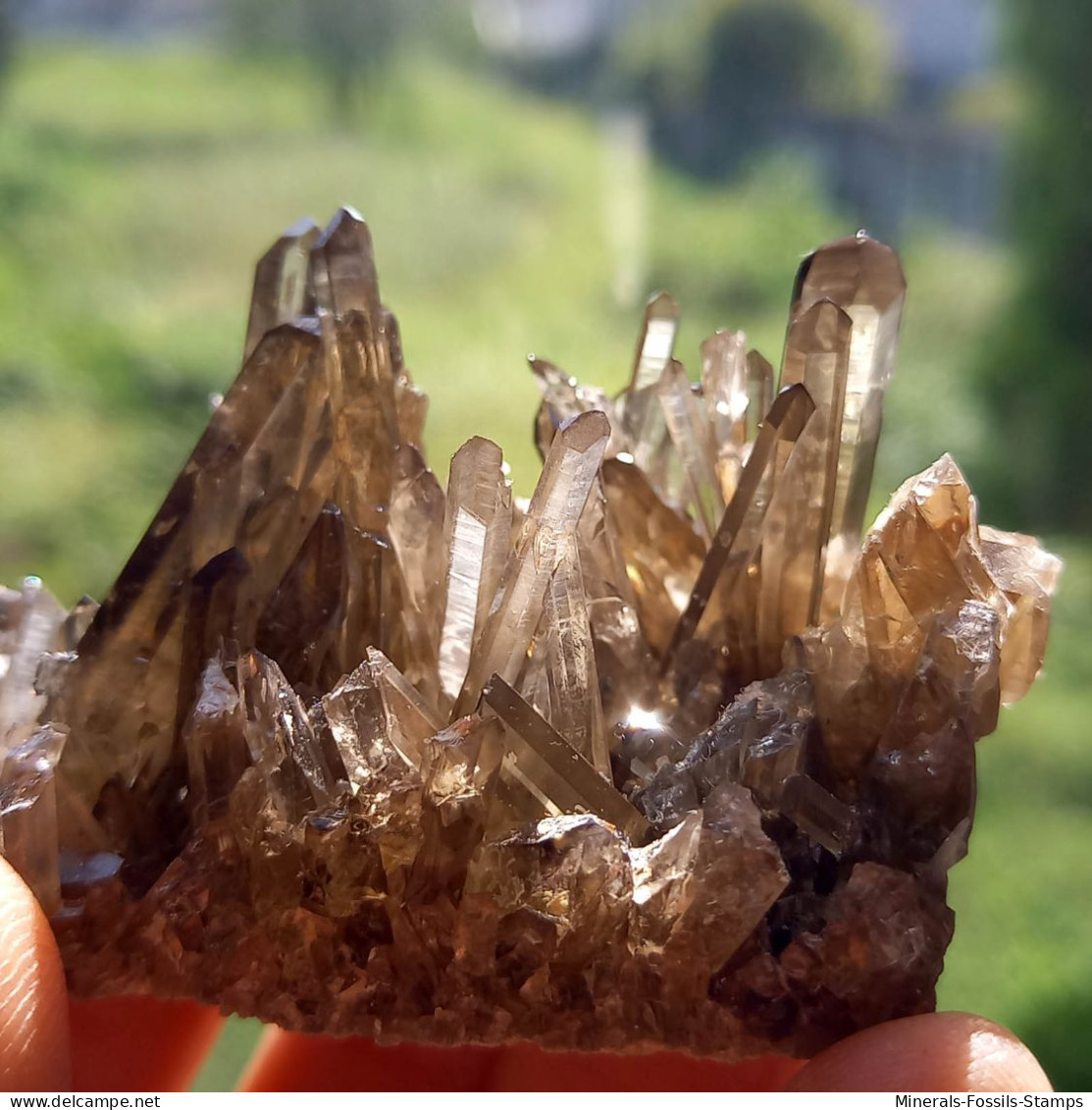 #15 - Beaux cristaux de QUARTZ MORIONE (Kara-Oba W deposit, Moiynkum, Jambyl Region, Kazakhstan)