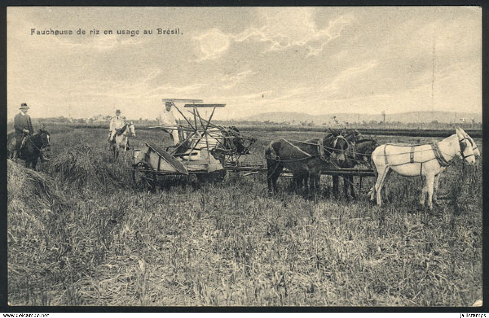 BRAZIL: Horse-drawn RICE Harvester, Agriculture, Ed. Zoller, Circa 1910, VF! - Other & Unclassified