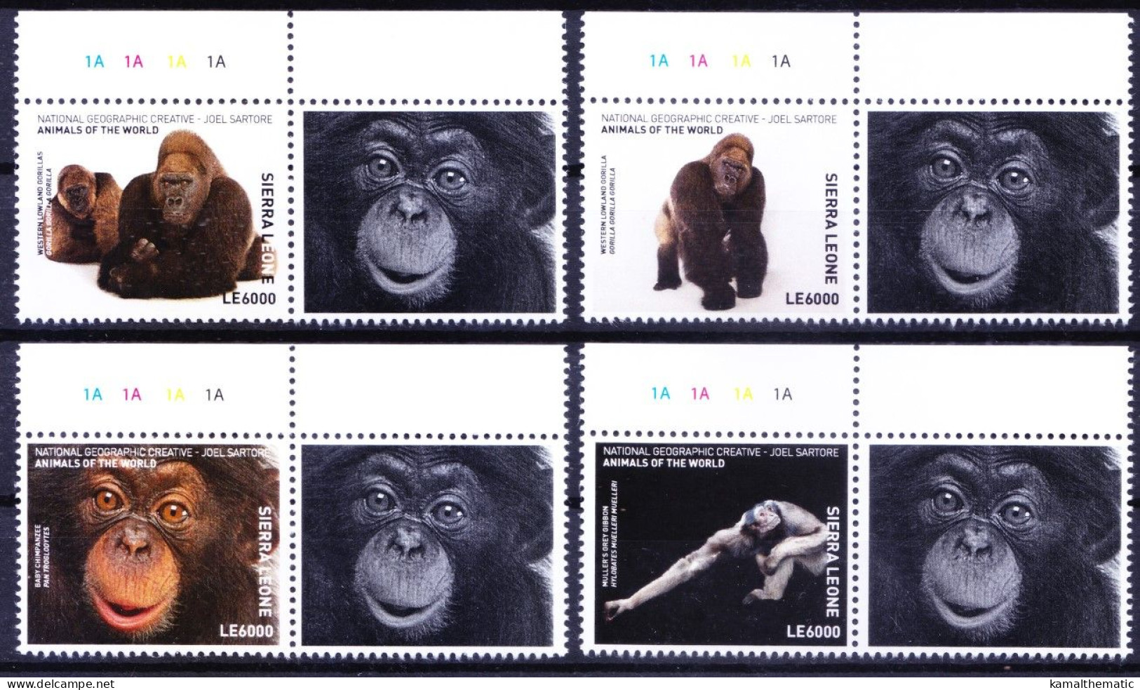 Apes Orangutan Gorilla, Monkeys, Sierra Leone 2017 MNH 4v+Label Color Guide (a), Wild Animals - Gorilla