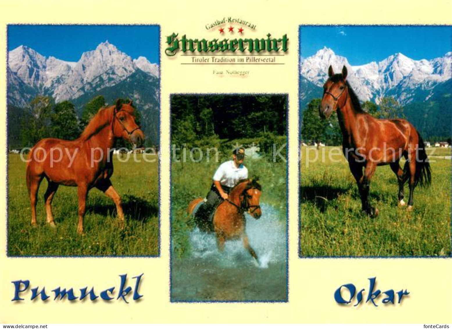 73804566 Pferde Strasserwirt Pumuckel Oskar  - Chevaux