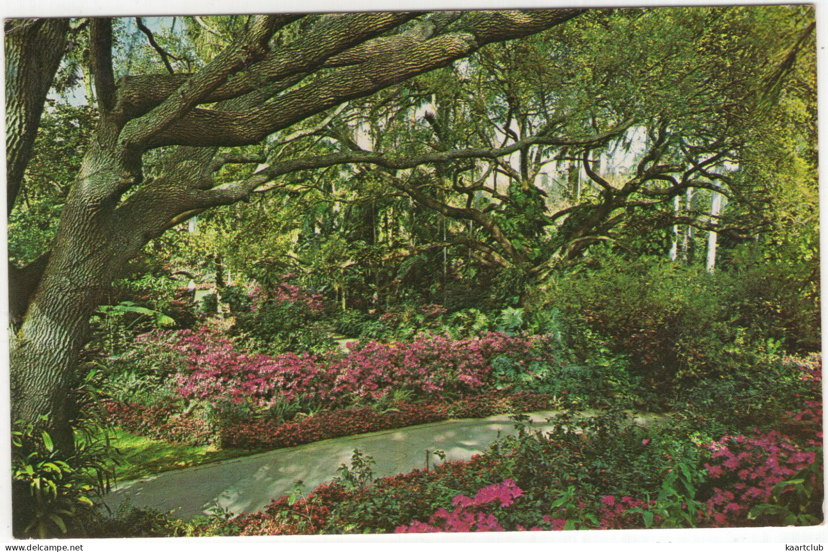 St. Petersburg - The Sunken Gardens 'Garden Of Eden'  - (FL, USA) - 1971 - St Petersburg