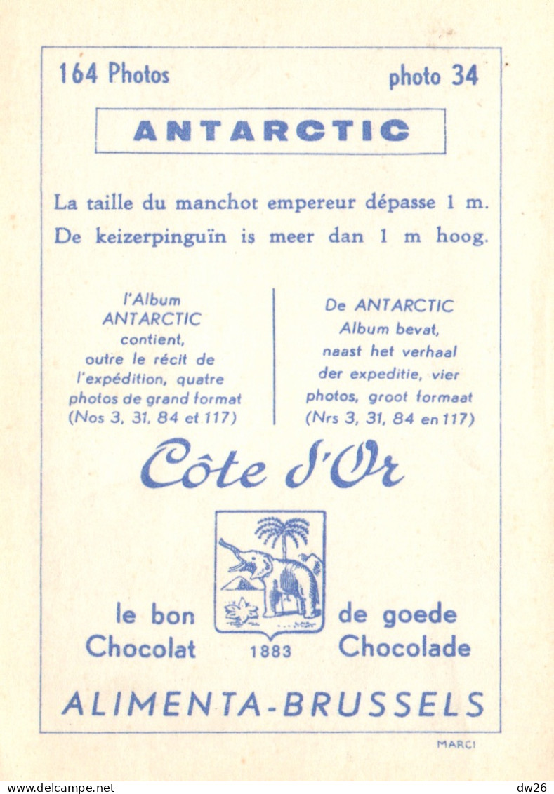 Chromo Chocolats Côte D'Or, Série Antartic - Photo 34: La Taille Du Manchot Empereur Dépasse 1 M - Côte D'Or