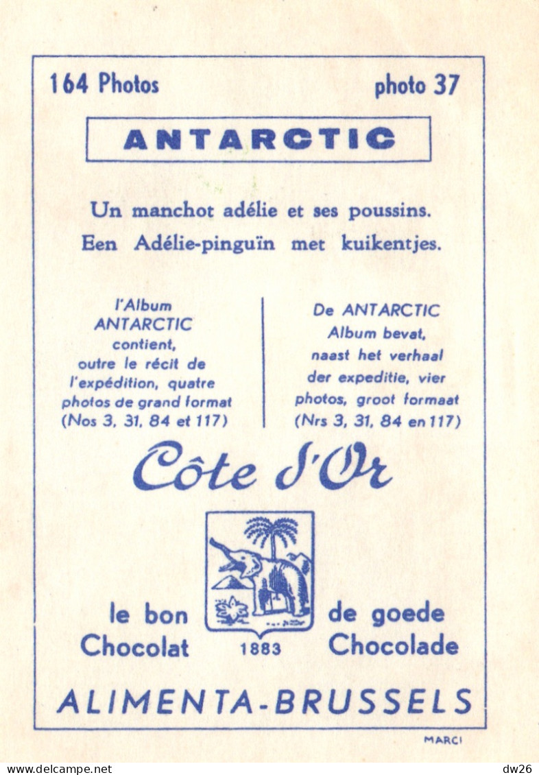 Chromo Chocolats Côte D'Or, Série Antartic - Photo 37: Le Manchot Adélie Et Ses Poussins - Côte D'Or