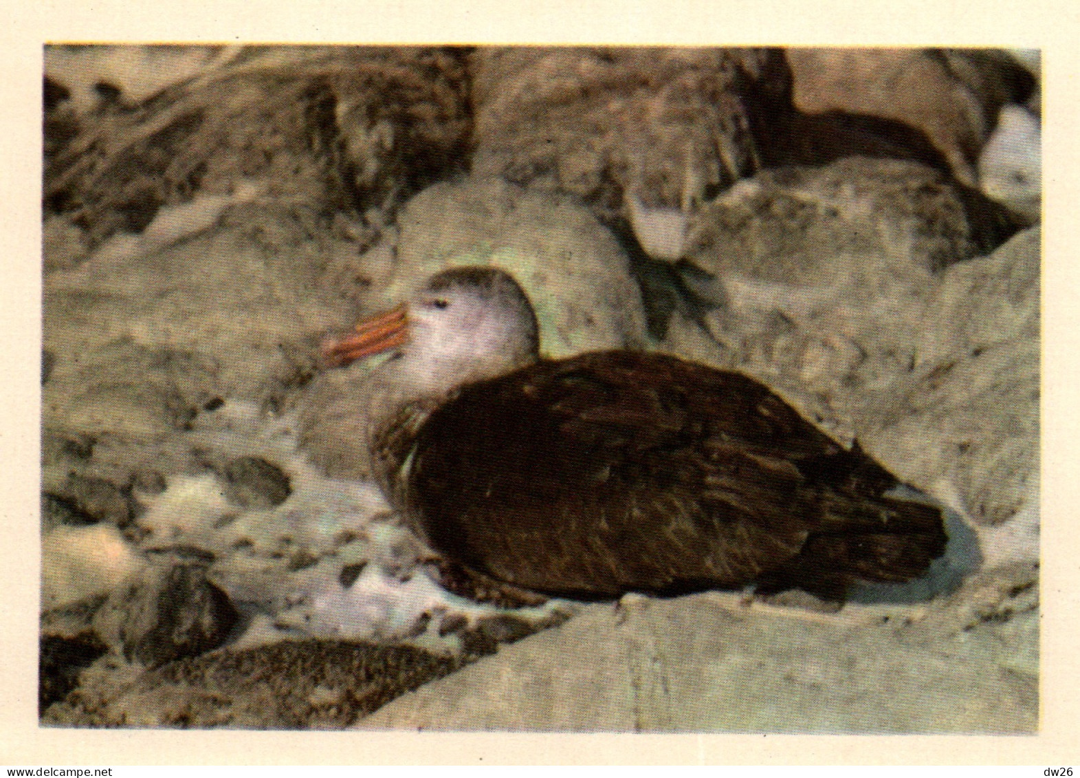 Chromo Chocolats Côte D'Or, Série Antartic - Photo 39: Le Skua Est Le Grand Ennemi Des Poussins - Côte D'Or