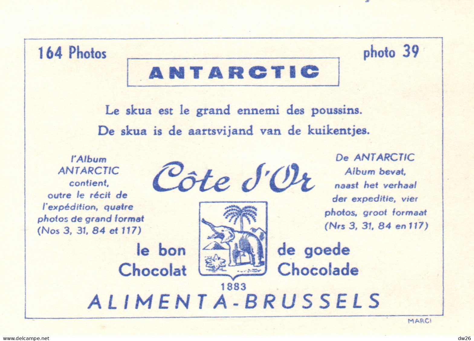 Chromo Chocolats Côte D'Or, Série Antartic - Photo 39: Le Skua Est Le Grand Ennemi Des Poussins - Côte D'Or