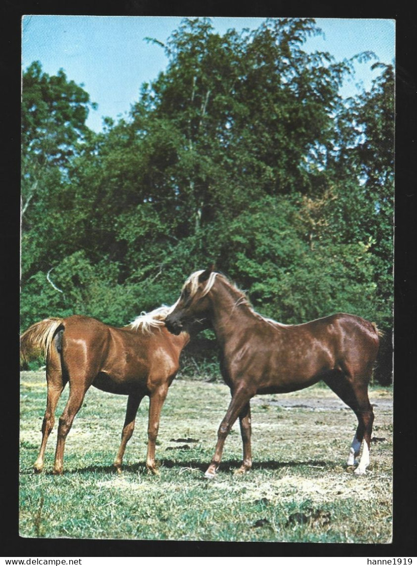 Pferd Paard Horse Cheval Photo Carte Foto Prentkaart Htje - Chevaux