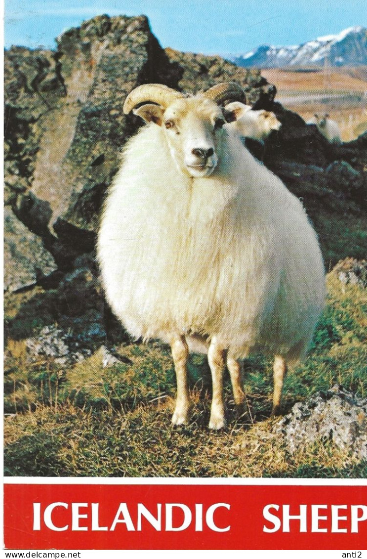 Postcard From Island / Iceland   - Icelandic Sheep - The Wool Is Famous  -   Unused - Faroe Islands