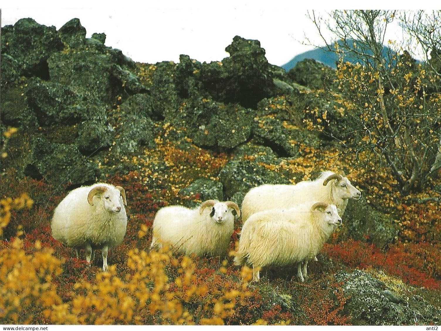 Postcard From Island / Iceland   - Icelandic Sheep - The Wool Is Famous  -   Unused - Färöer