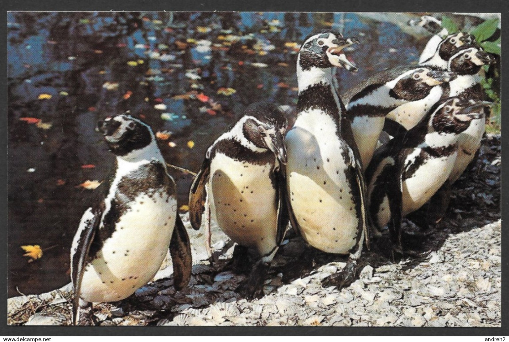 Animals  Animaux - The Humbolt Penguins From Chile - Sealand Of Cape Cod Massachusetts By Wm. Quinn - Dolphins