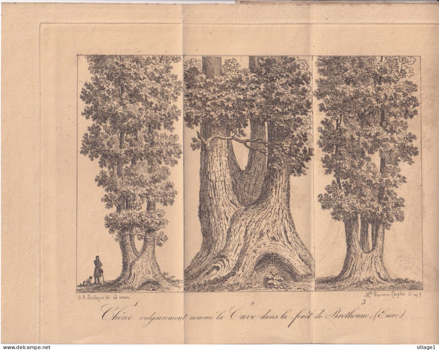 LA FORÊT ROYALE DE BROTHONNE (Eure 27) NOTICE D'un Chêne Extraordinaire Par M. C.-A. Deshayes 1826 - Normandie