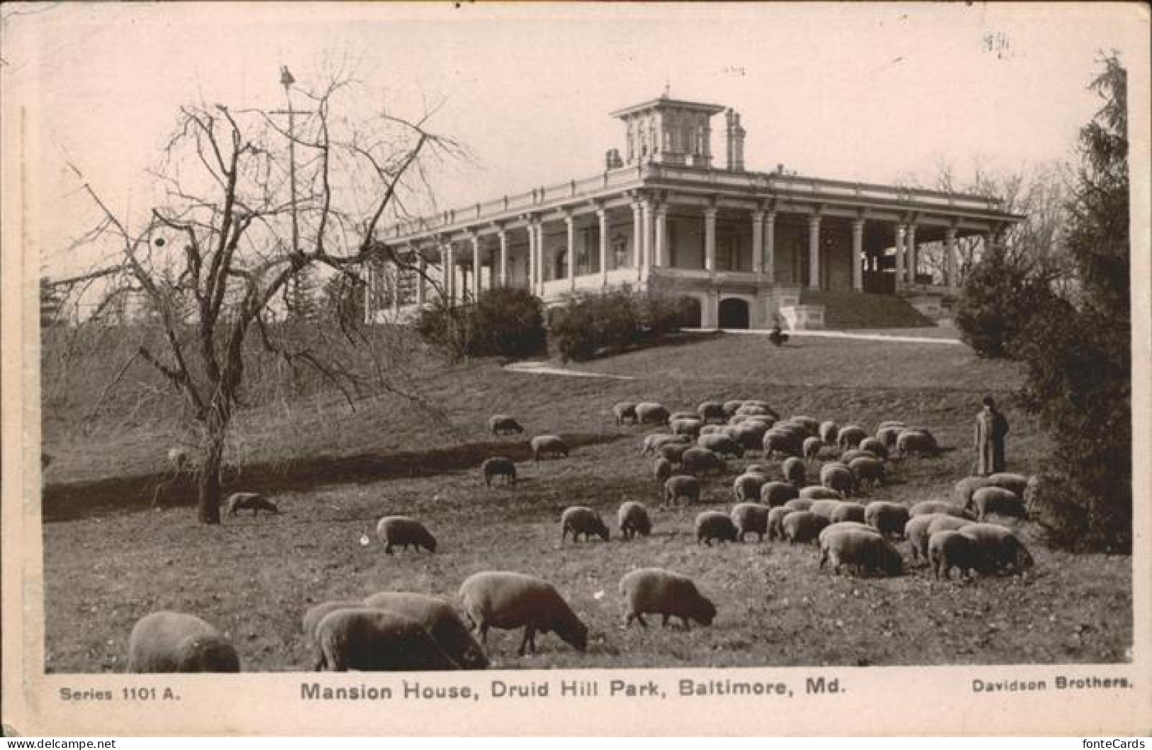 11357074 Baltimore_Maryland Mansion House Druid Hill Park Sheep - Andere & Zonder Classificatie