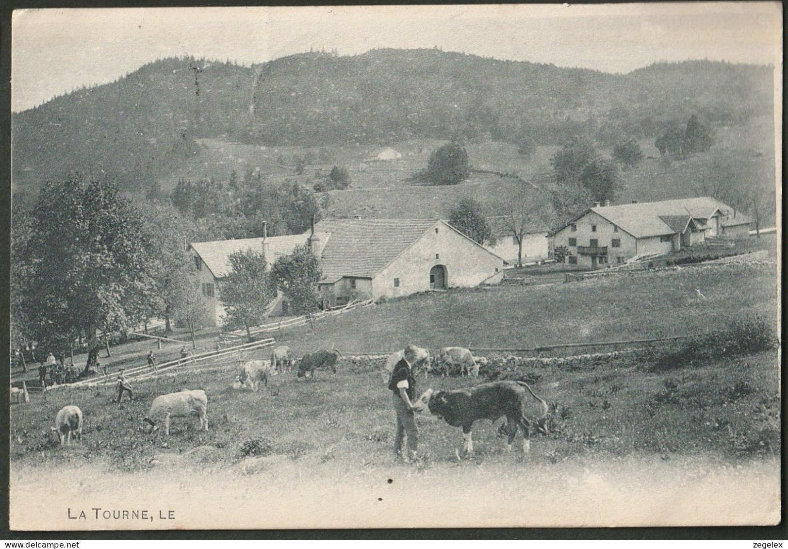 La Tourne 1908. Avec Farme Et Des Vaches - Autres & Non Classés