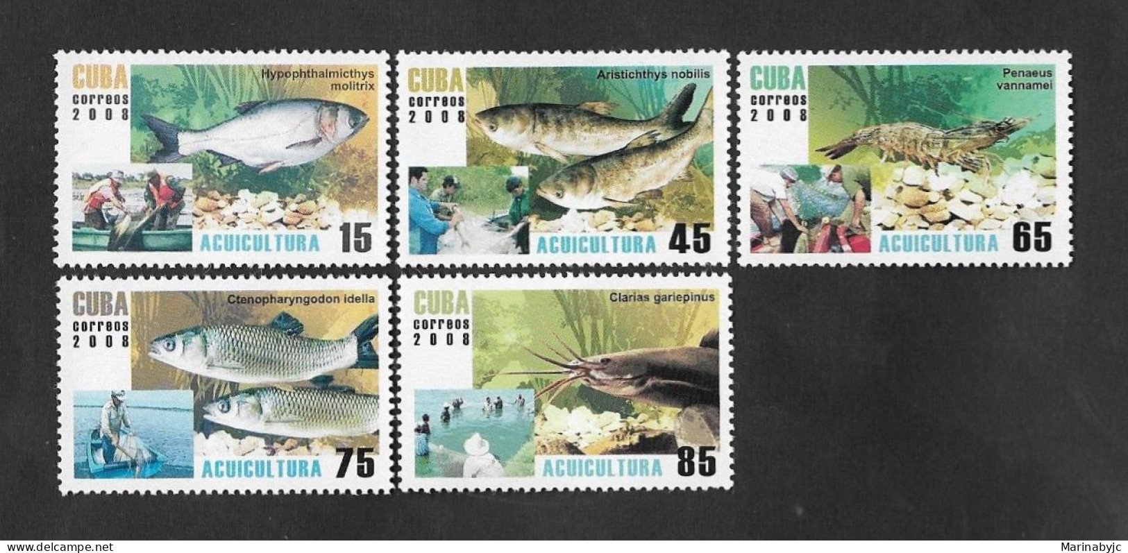 SD)2008 CUBA  FROM THE FISH SERIES, SILVER CARP, BIG-HEAD CARP, WHITE-LEG SHRIMP, CHINESE CARP, SHARP-TOOTH CATFISH, 5 M - Other & Unclassified