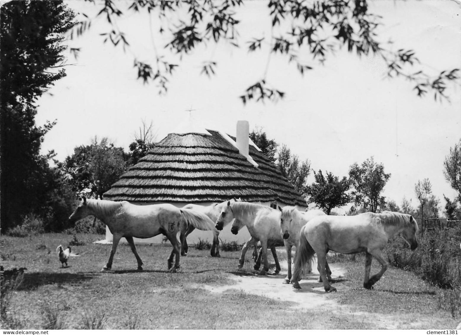 Cheval Chevaux Camargue - Chevaux