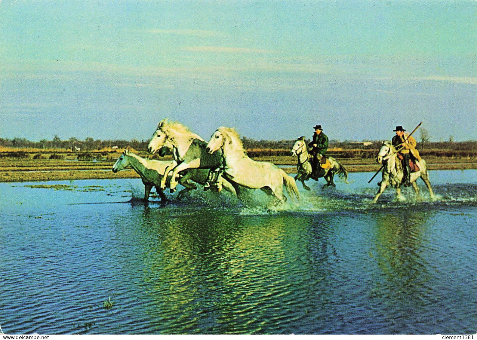 Cheval Chevaux Dans Les Marais Camargue - Chevaux