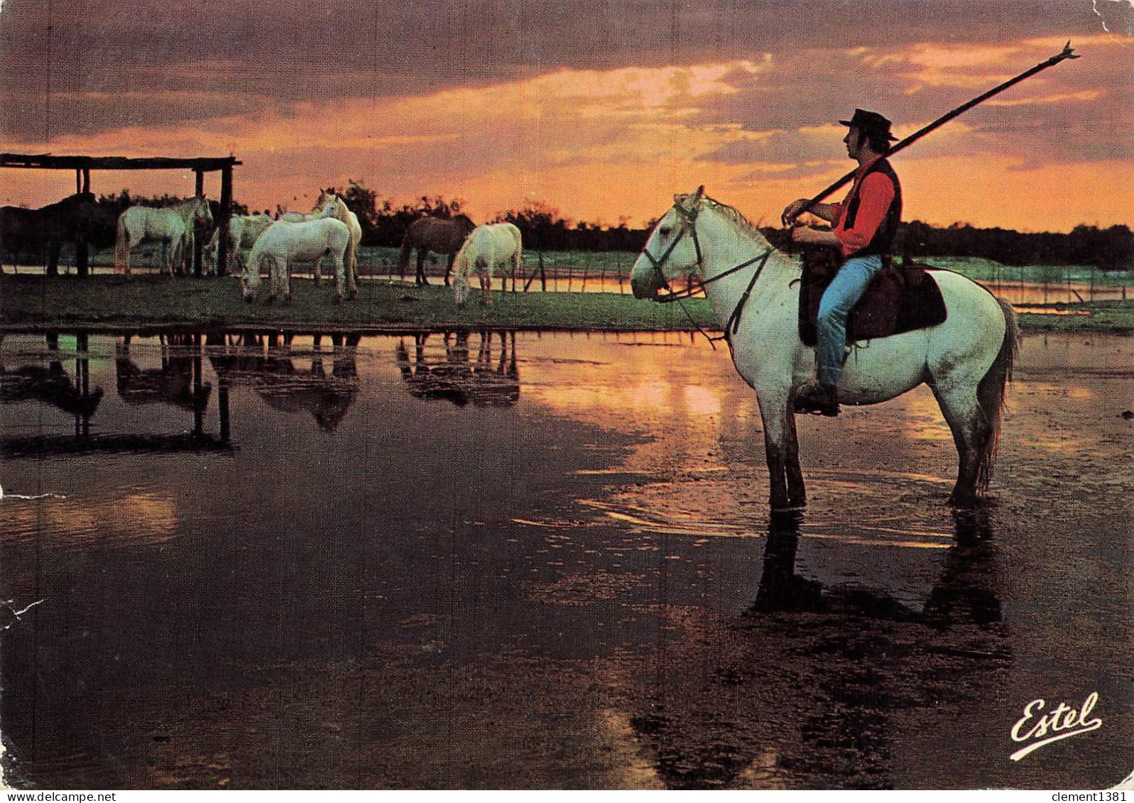 Cheval Chevaux Camargue La Manade Au Coucher De Soleil - Chevaux