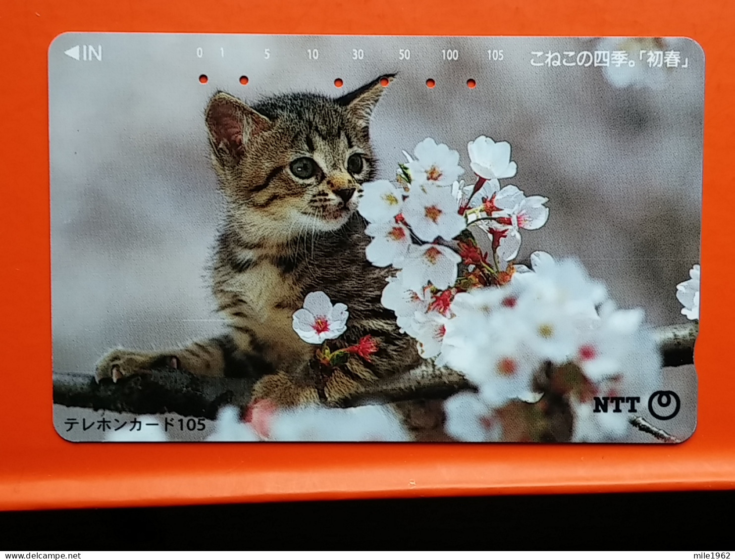 T-161 - JAPAN -JAPON, NIPON, TELECARD, PHONECARD, Animal, Cat, Chat, Katze NTT JP 111-013 - Japan