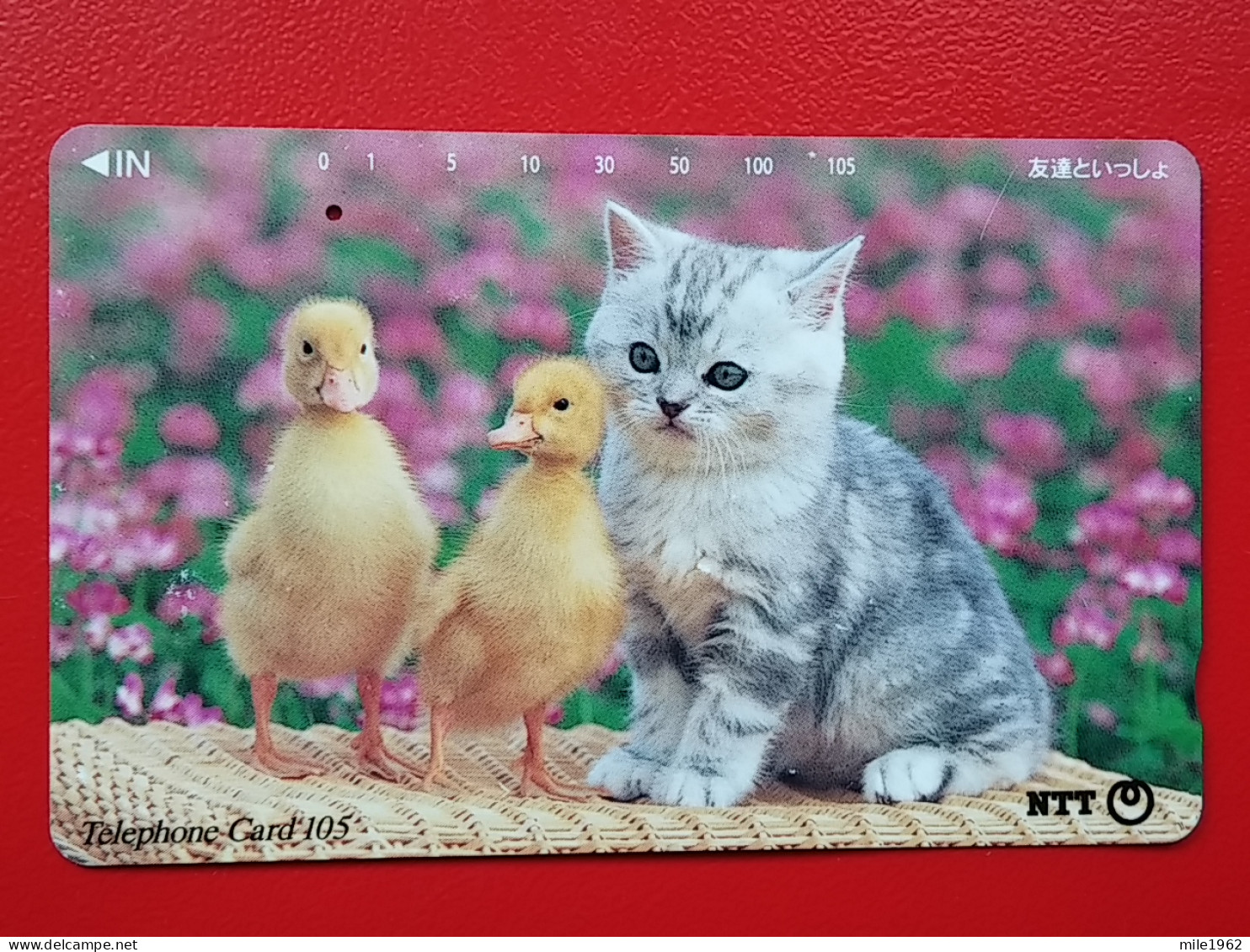 T-161 - JAPAN -JAPON, NIPON, TELECARD, PHONECARD, Animal, Cat, Chat, Katze NTT JP 111-055 - Japan