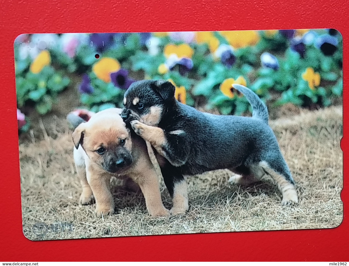 T-163 - JAPAN -JAPON, NIPON, TELECARD, PHONECARD, Animal, Dog, Chien, Hund NTT JP 331-267 - Japon