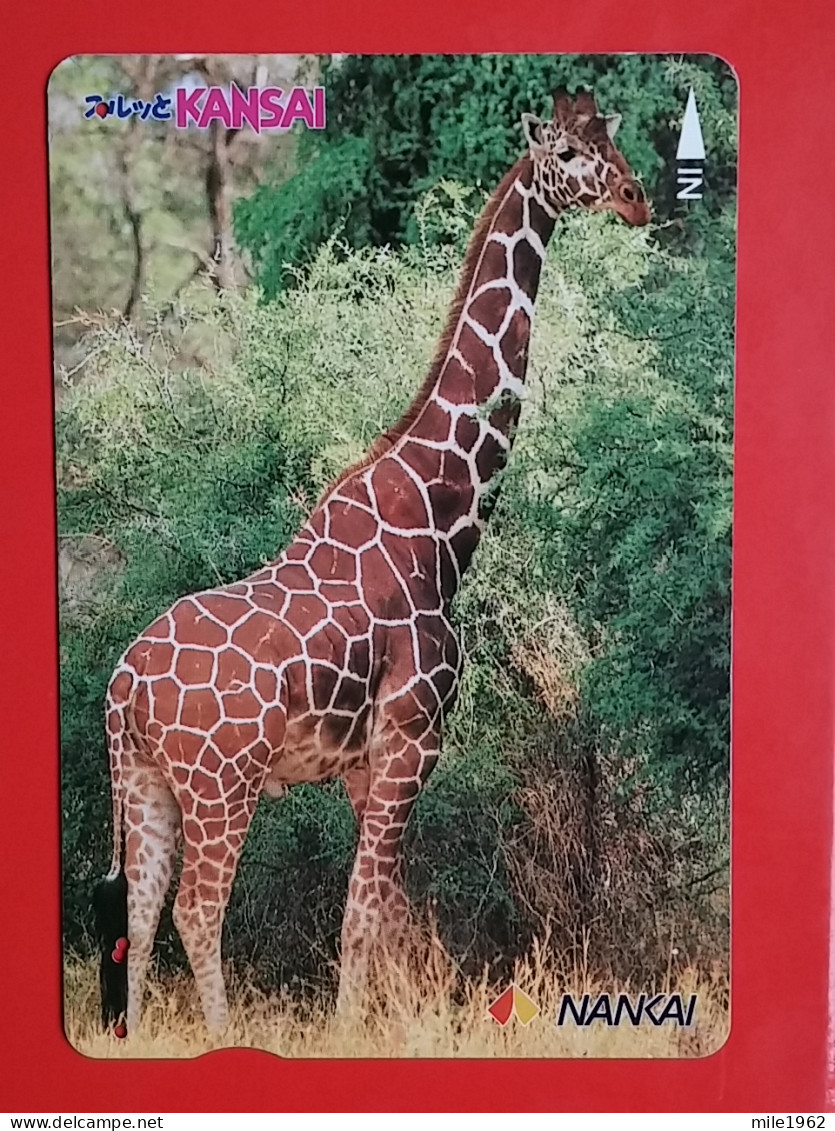 T-203 - JAPAN -JAPON, NIPON, Carte Prepayee  ANIMAL, GIRAFE, GIRAFFE, ZIRAFA - Jungle