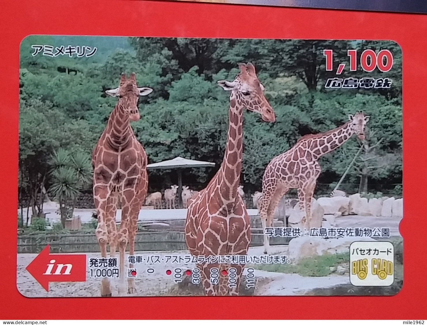 T-203 - JAPAN -JAPON, NIPON, Carte Prepayee  ANIMAL, GIRAFE, GIRAFFE, ZIRAFA - Jungle