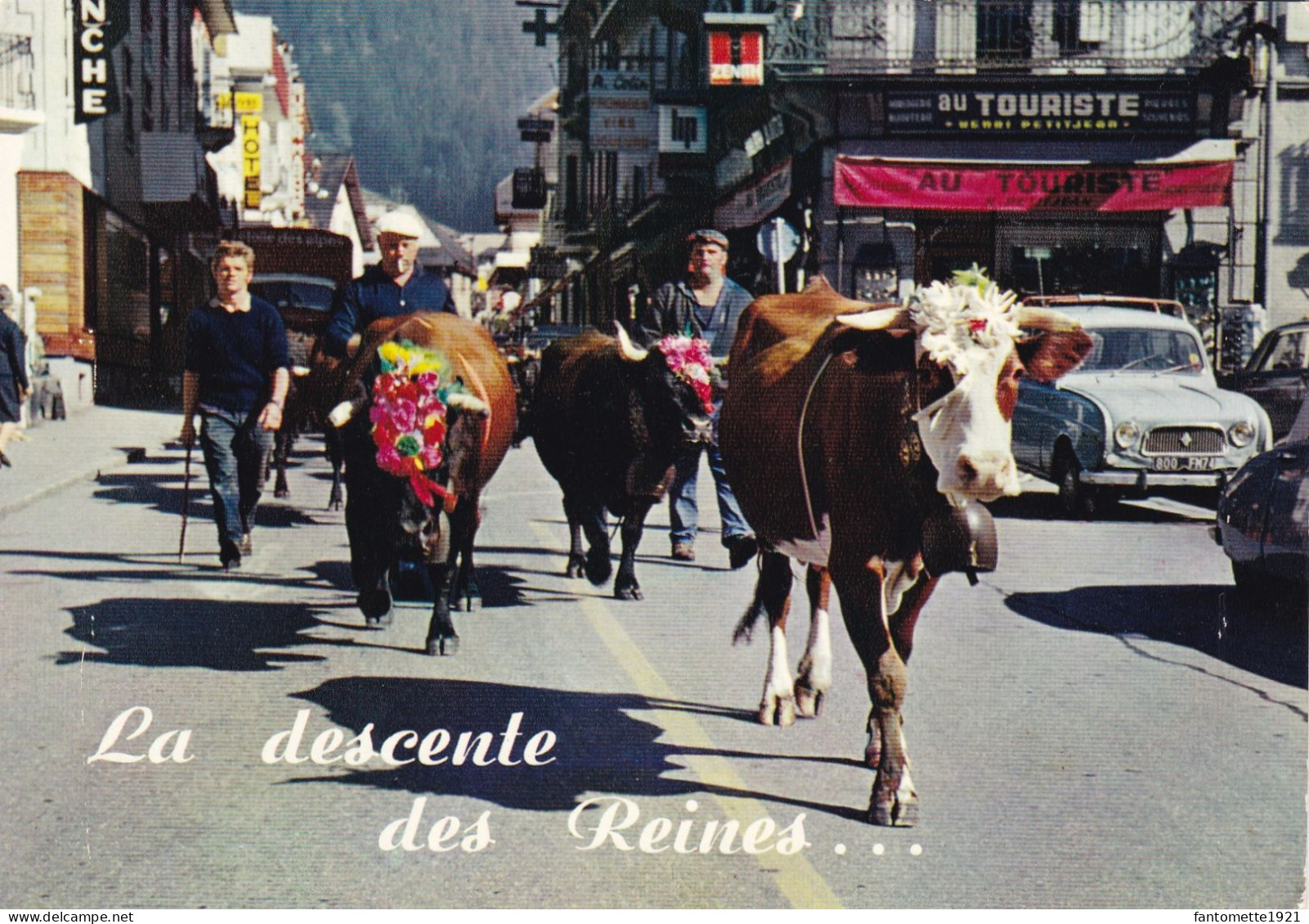 VACHES ET LEUR ATTELAGE DESCENTE DES REINES/CHAMONIX (SA) - Chamonix-Mont-Blanc