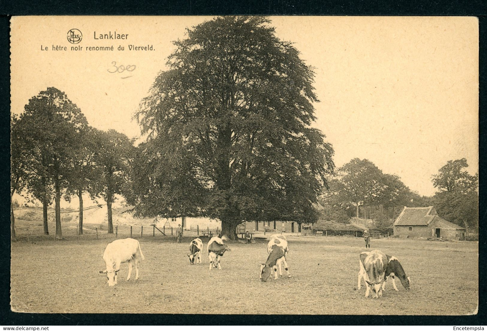 CPA - Carte Postale - Belgique - Lanklaer - Le Hêtre Noir Renommé Du Vierveld (CP24061) - Dilsen-Stokkem