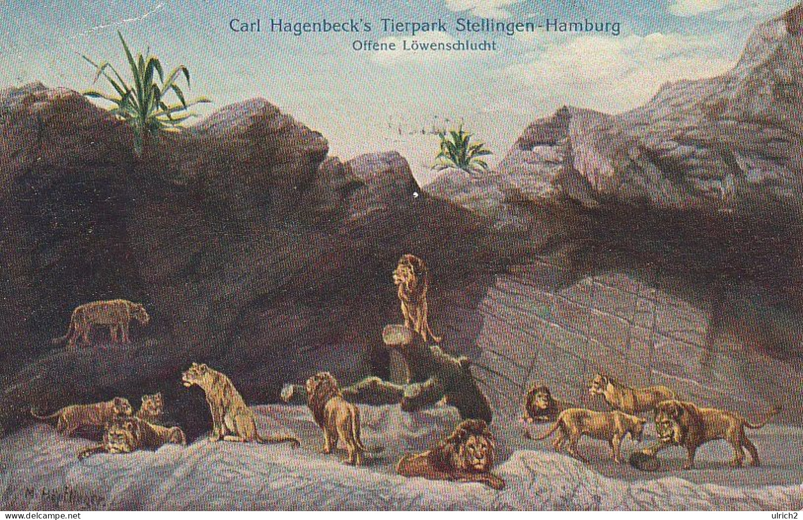 AK Hamburg - Stellingen - Carl Hagenbeck's Tierpark - Offene Löwenschlucht - 1910 (66864) - Stellingen