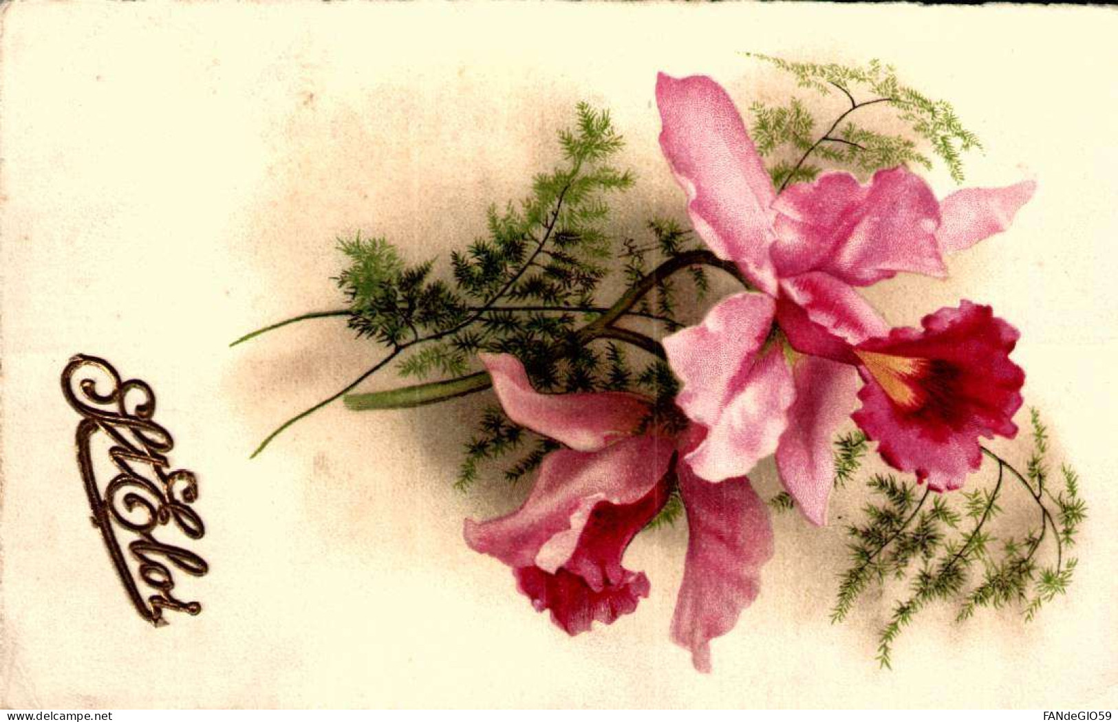 ORCHIDEE  .  L/// 18 - Fleurs