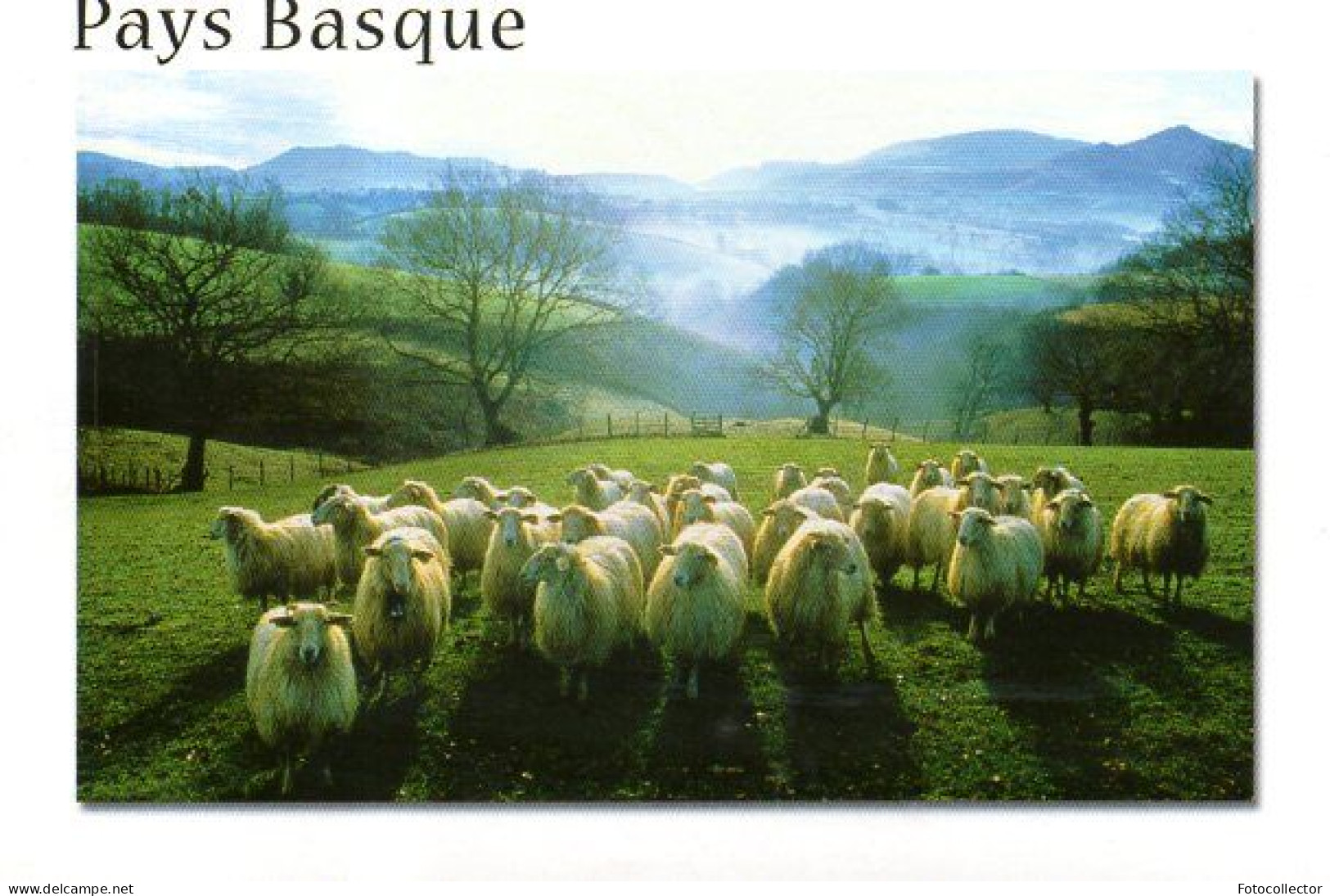 Pays Basque : Paysage Avec Brebis - Aquitaine