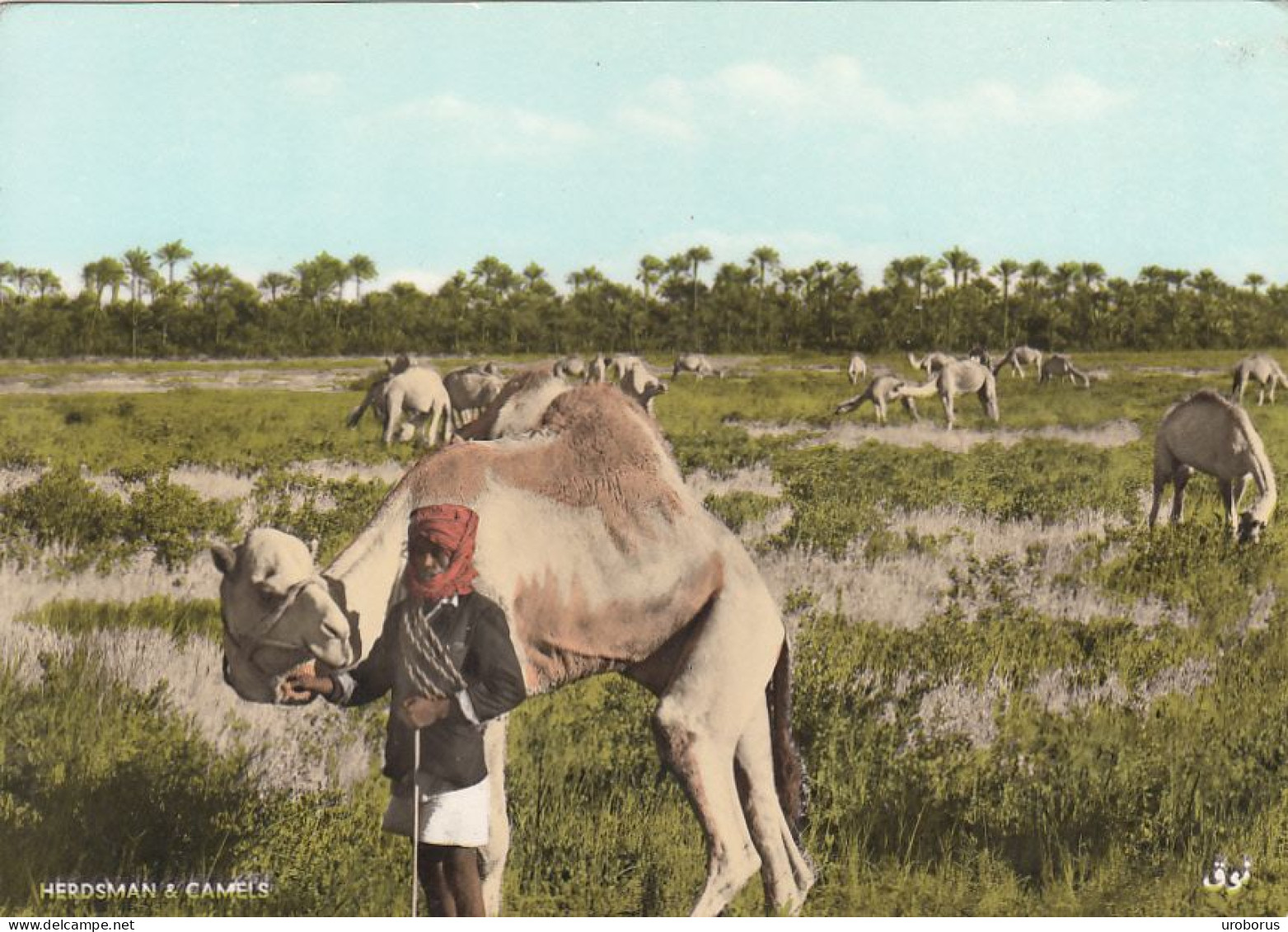 BAHRAIN - Herdsman & Camels - Bahrein