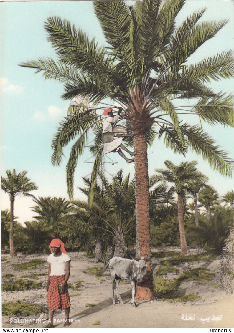 BAHRAIN - Pollinating Palmtree - Baharain