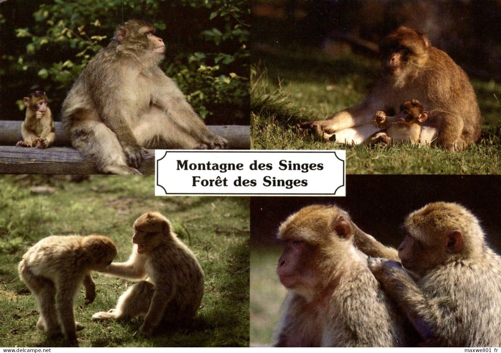 N4 - La Montagne Des Singes Kintzheim - La Forêt Des Singes Rocamadour - Singes